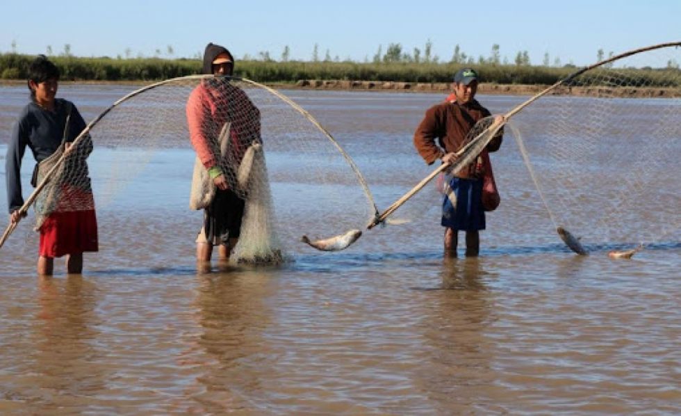 Levantan la veda en Tarija y autorizan el transporte y comercio del sábalo 