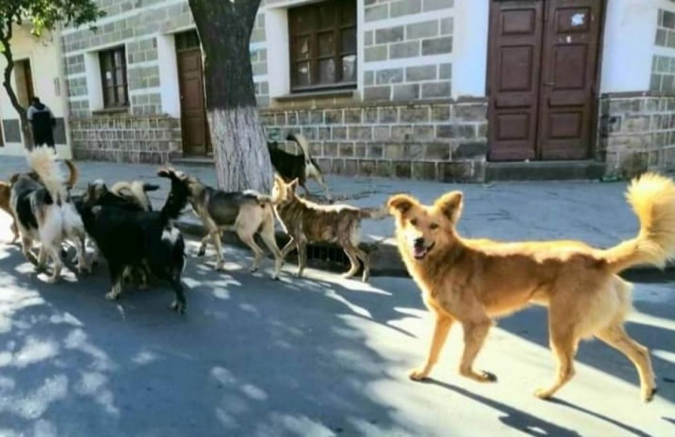 Alcaldía de Tarija alista un censo de canes y felinos 