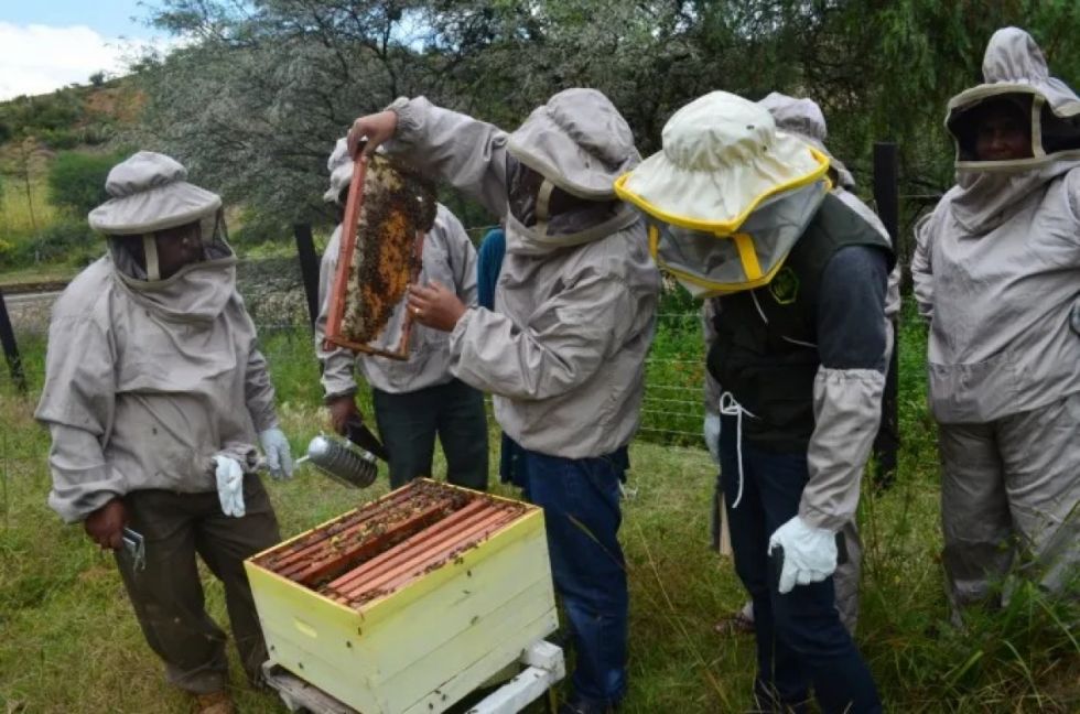 Apicultores lidian con bajos precios y la falta de apoyo