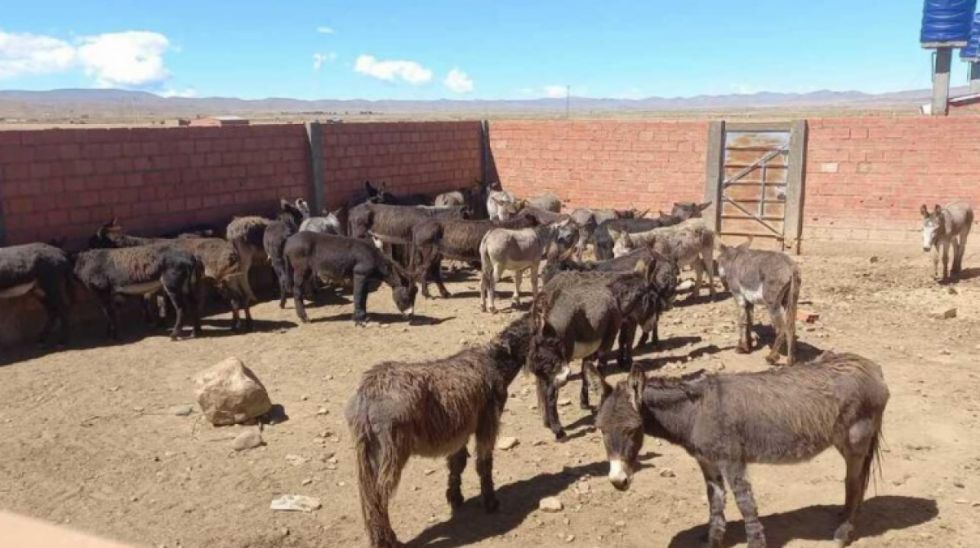 "Es más nutritiva que la llama": Gobierno prevé autorizar la venta de la carne de burro