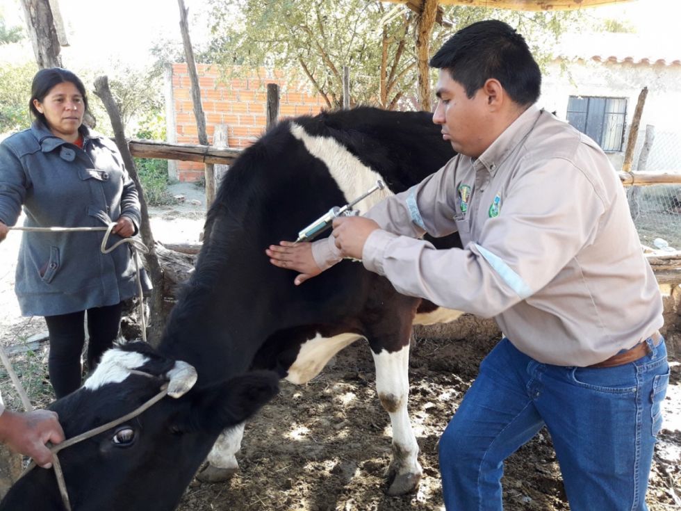 El Sedag despliega campaña de vitaminización y desparasitación de ganado lechero en la provincia Méndez