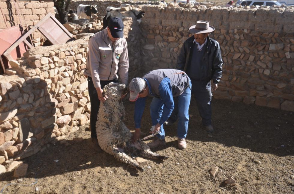 Gobernación inicia vitaminación del ganado en Iscayachi 