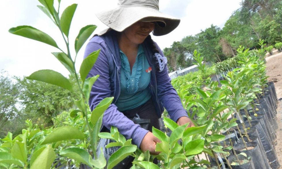 Mujer BDP financia con Bs 296 millones proyectos de mujeres y promueve su independencia económica