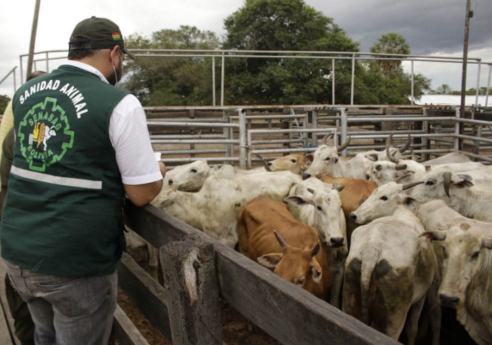 Bolivia busca certificación nacional libre de fiebre aftosa sin vacunación hasta 2025