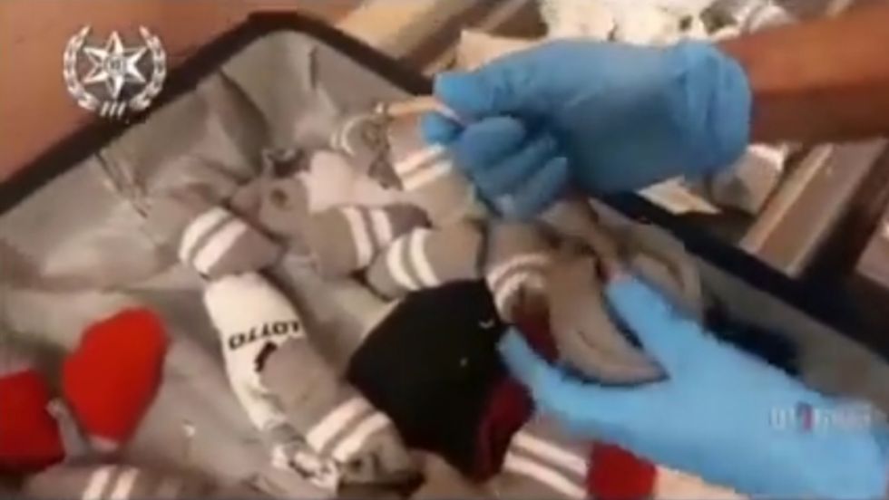 (VIDEO): Hallan una anaconda y otros reptiles en el equipaje de una mujer en el aeropuerto de Tel Aviv