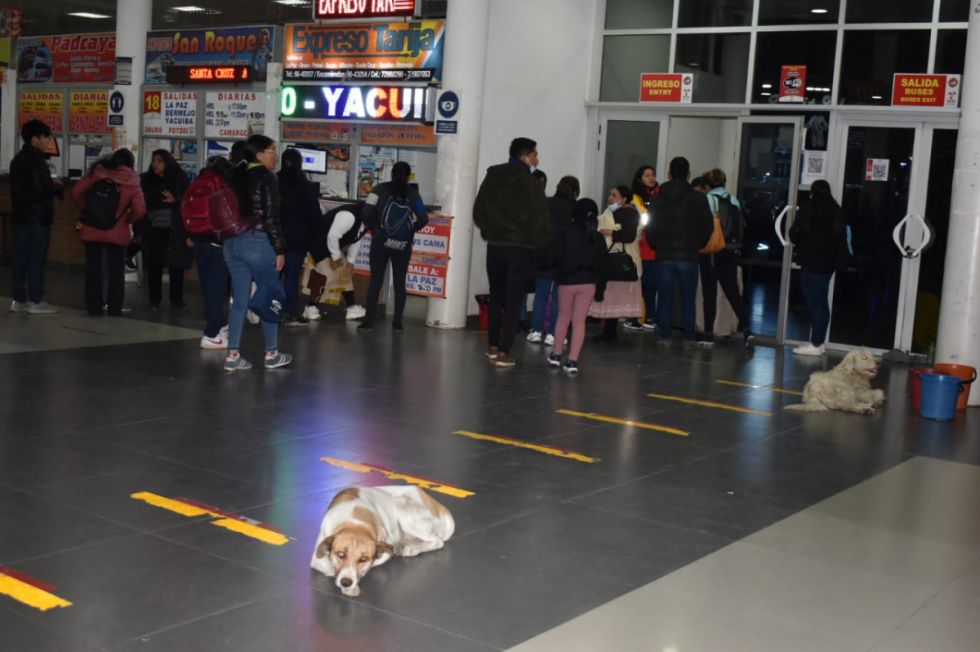 De Mayor a La Loca, la Terminal de Buses ha adoptado a 19 canes