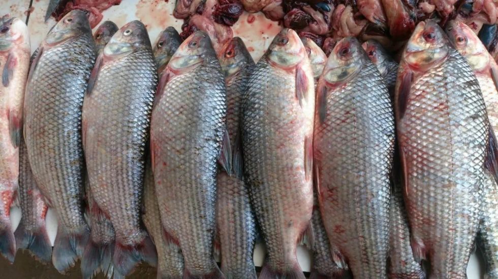 ¿Es el adiós del sábalo villamontino? Piden prohibir por tres años la pesca