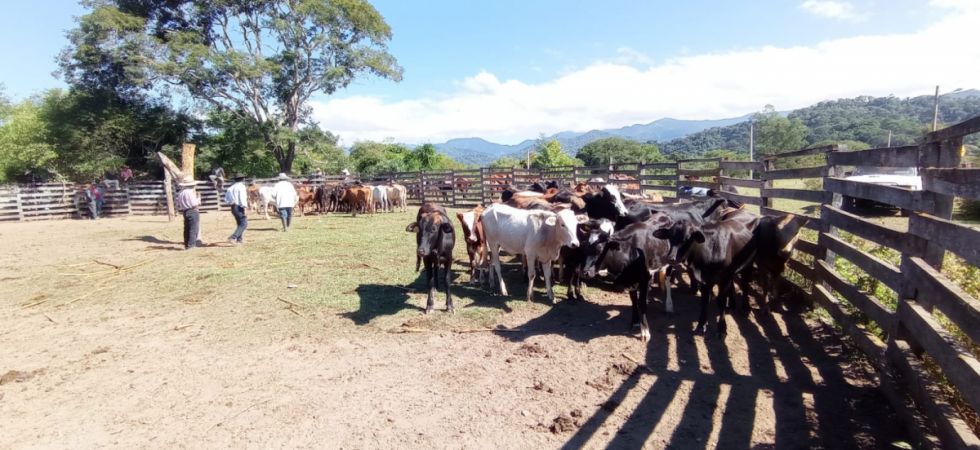 Gobernación entrega vaquillas y chanchos a familias beneficiarias del Prosol en Chiquiacá Sud