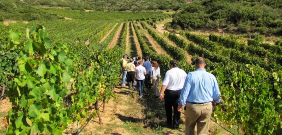 La Gobernación de Tarija quiere mejorar la Ruta del Vino 
