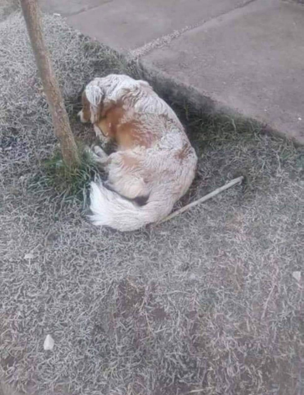 Cuidado de las mascotas durante la temporada de frío en Tarija
