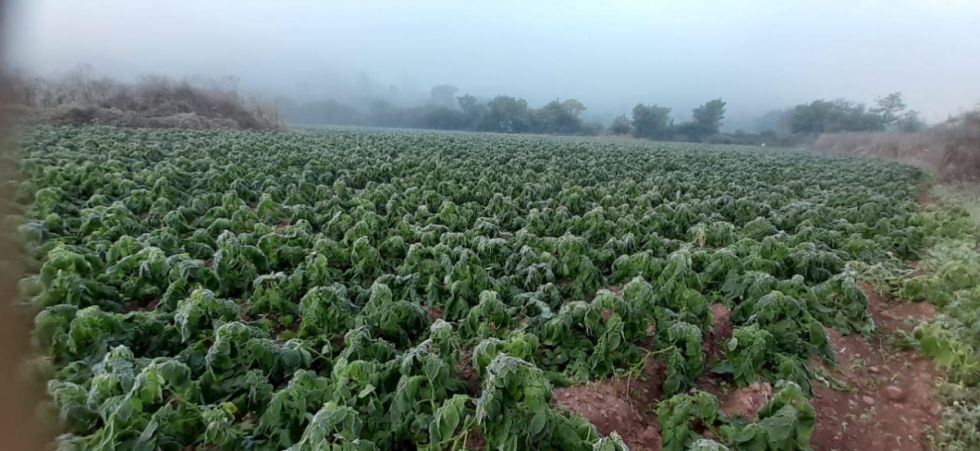 Heladas afectaron la producción de arveja y papa en Ente Ríos 