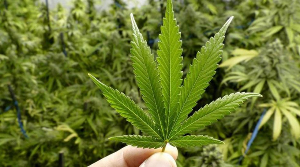 ¿Legalizar la marihuana en Bolivia? CC plantea su uso medicinal