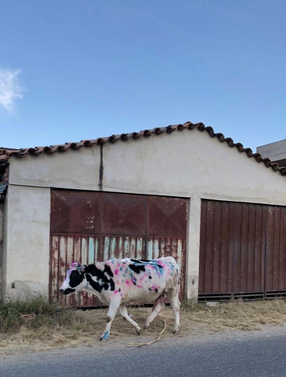 San Juan: las vacas y las ovejas aparecen pintadas de verde y rosa