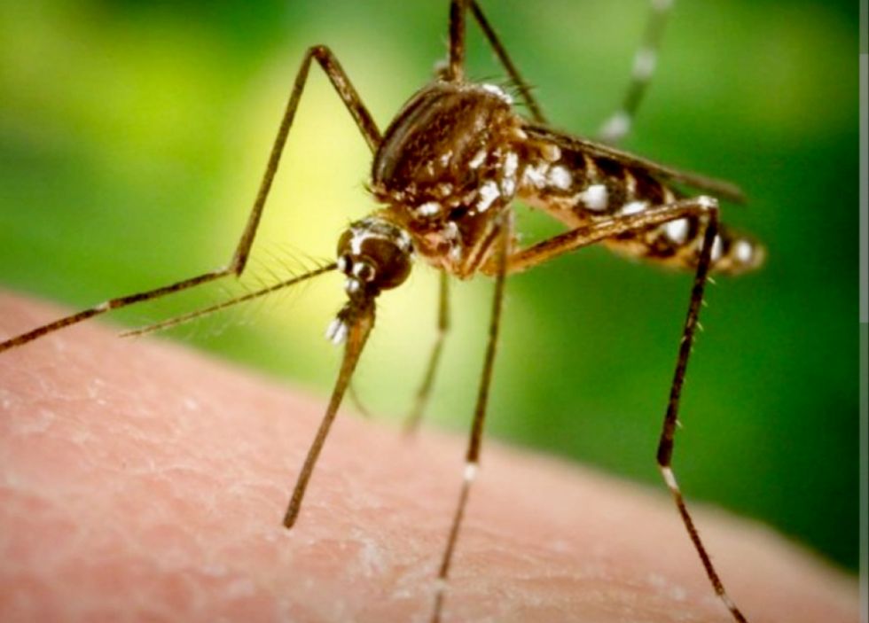 Paciente con dengue hemorrágico ingresa a Terapia Intensiva 