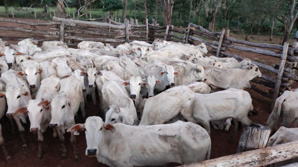 Desarrollo Rural invierte Bs 8 millones para mejorar la producción en Tarija, Beni y Santa Cruz