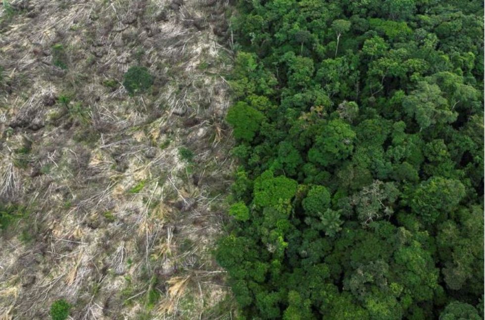 Las pérdidas de bosques tropicales aumentan a pesar de la promesa de acabar con ellas