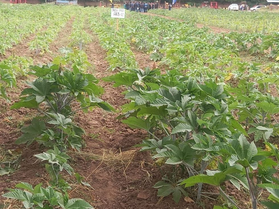 En cuatro comunidades de Villa Montes experimentan el cultivo de macororó para biodiesel