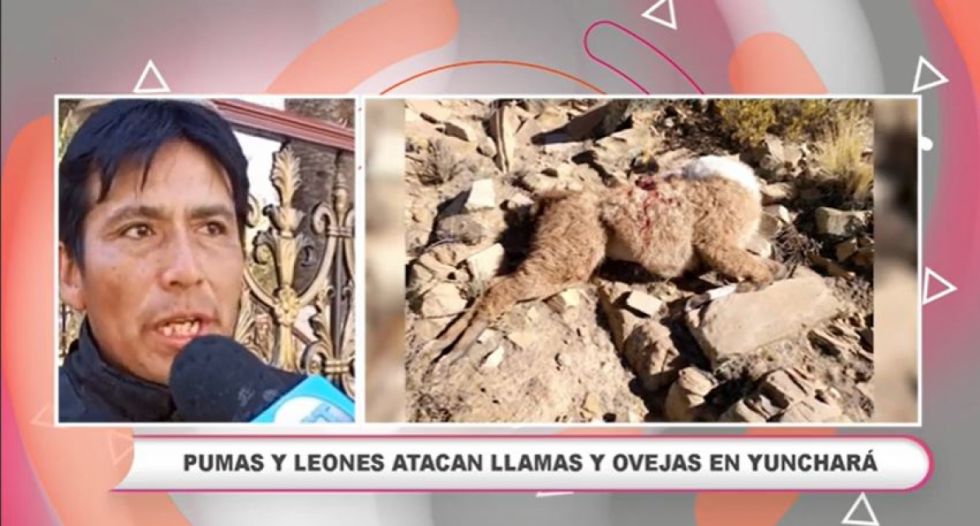 Ataque de pumas y leones a camélidos genera preocupación en la zona alta de Tarija