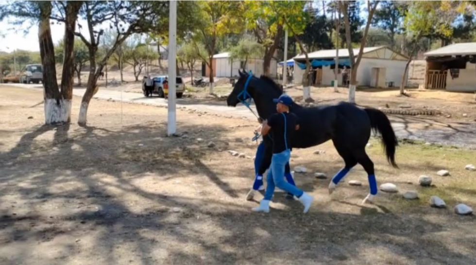 Carreras cuadreras, tabeadores y espectáculo artístico en el festival del Poro de Palo Santo en Tarija