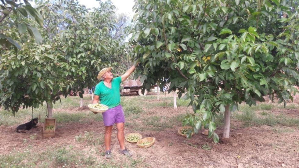 Tarija: Preparan capacitación sobre la poda del nogal 