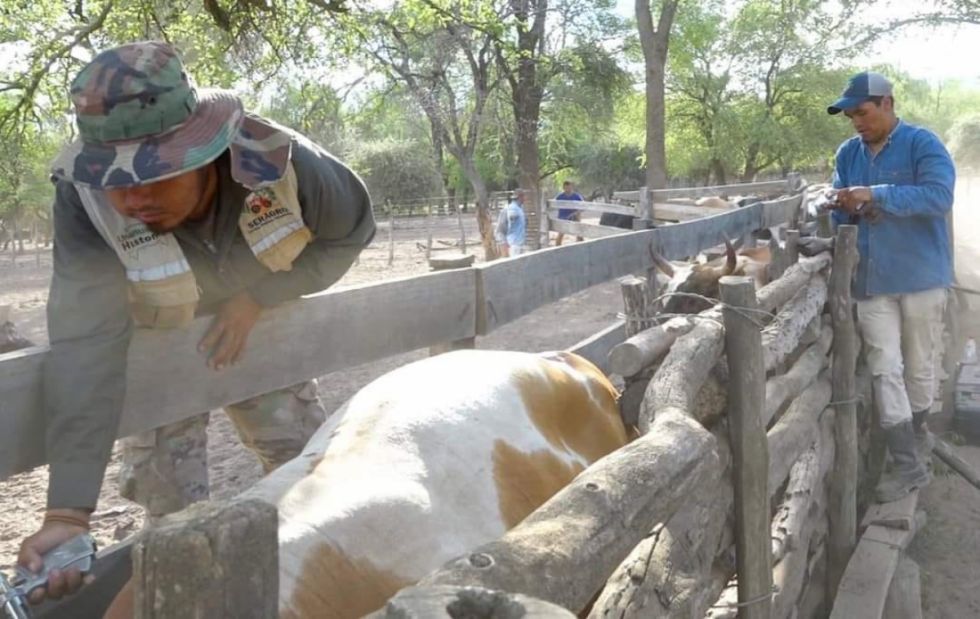 Inicia campaña contra la rabia bovina en el Chaco 
