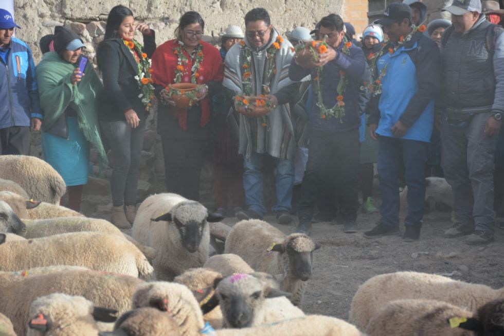 Gobierno entrega ganado ovino al municipio tarijeño de Yunchará