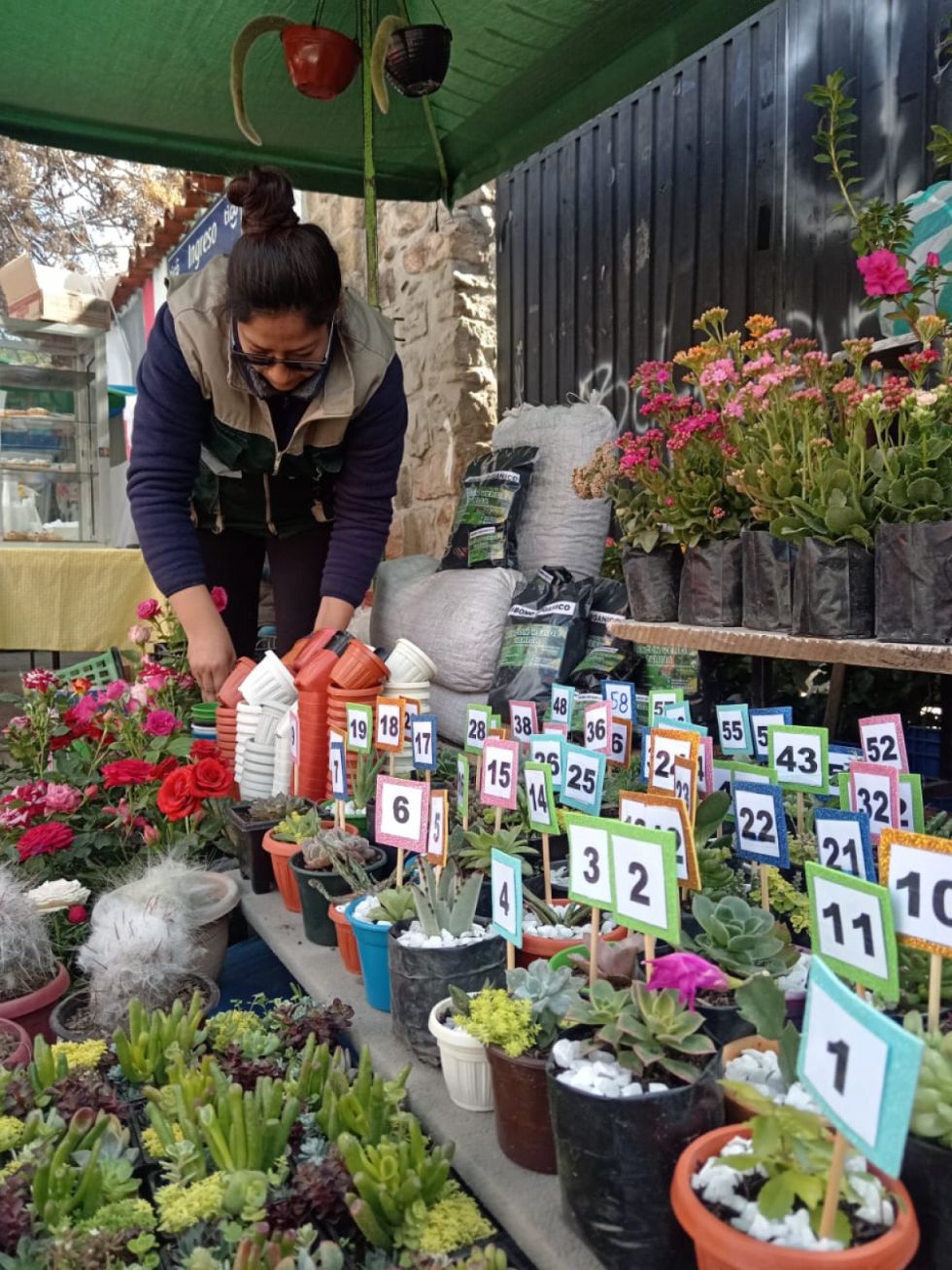 Hoy se realiza la feria de Santa Anita de plantas miniatura en Tarija