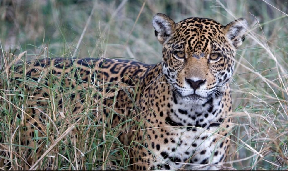 Lanzan campaña virtual para salvar el gran paisaje Chaco-Pantanal y al Jaguar