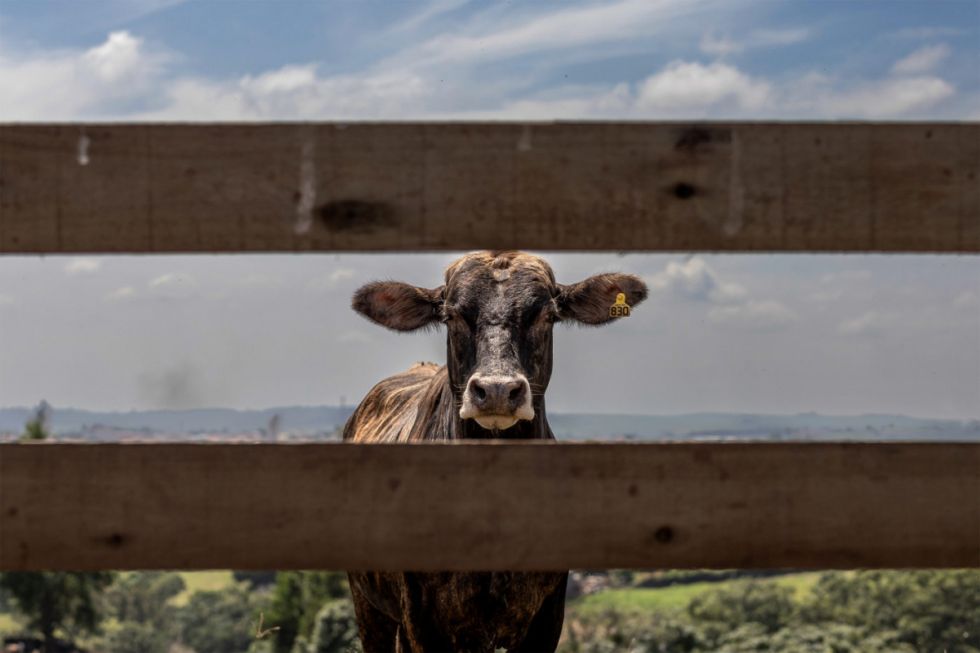 Ley contra la deforestación de la UE, enésima “prueba” para el Mercosur