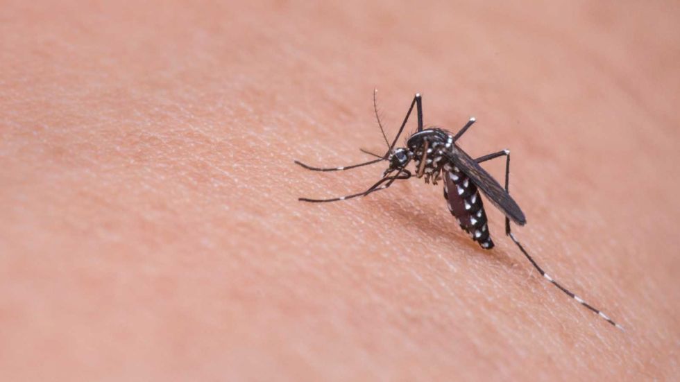 El dengue avanza amenazante por América Latina