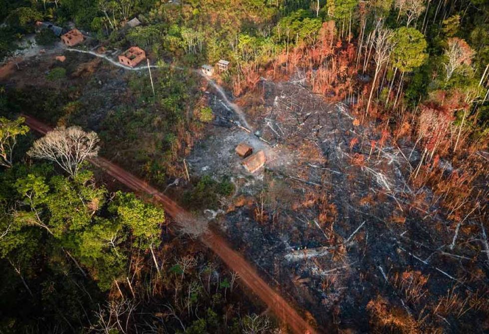Deforestación en Amazonia brasileña cayó 66% en julio