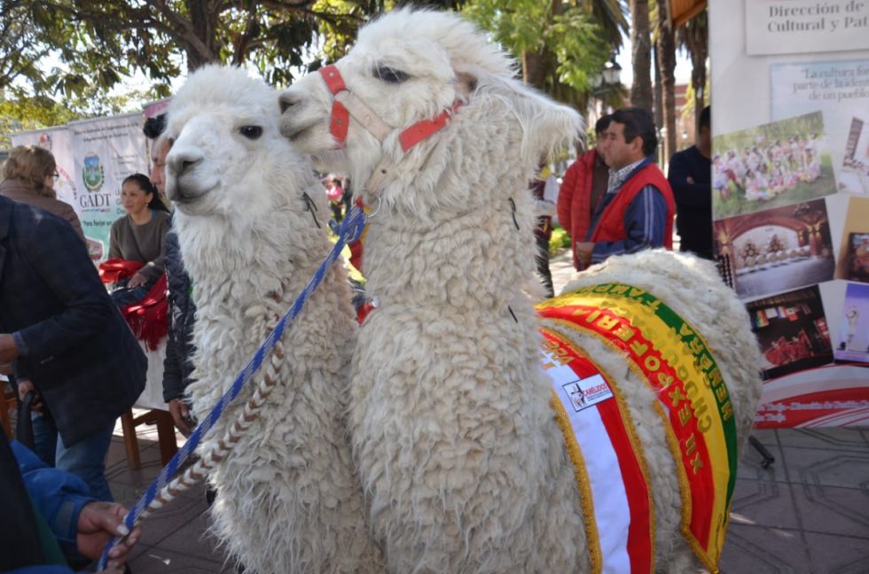 Invitan a la Feria de la llama en Yunchará, Tarija