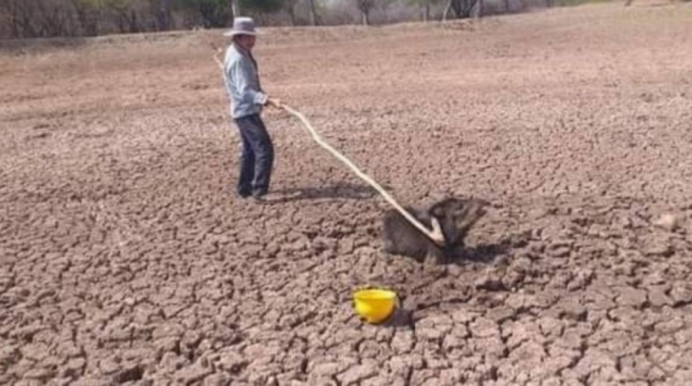 Ganaderos de Tarija urgen asignación de recursos contra sequía 