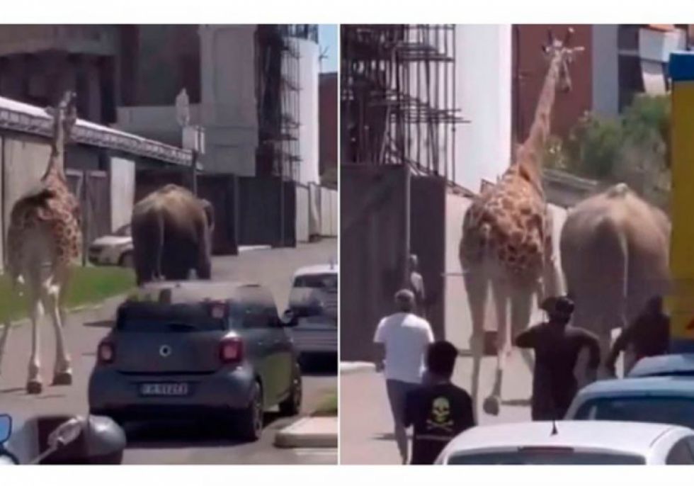 VIDEO: Elefante y jirafa se escapan de estudio de cine en Italia
