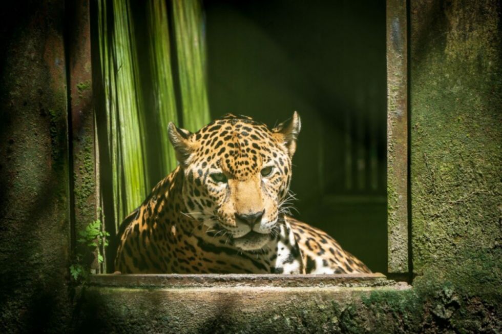 Una nueva iniciativa mundial busca intensificar la lucha contra los delitos ambientales