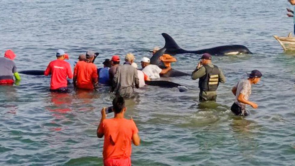 "Las volveremos a ayudar": Registran el impactante rescate de siete orcas en Venezuela (VIDEO)