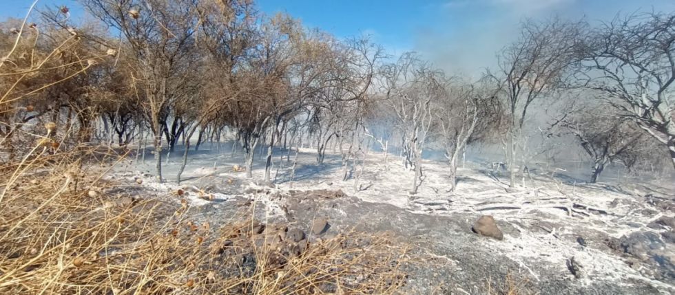 Incendio en Monte Méndez moviliza a bomberos de Cercado y San Lorenzo (Video)