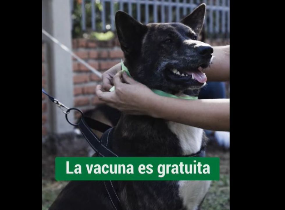 Inicia la vacunación nacional antirrábica con meta de proteger a más de 3 millones de canes y gatos