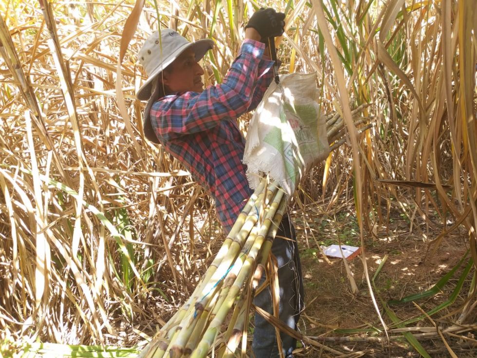 Bermejo: Baja el rendimiento de la caña por la falta de agua