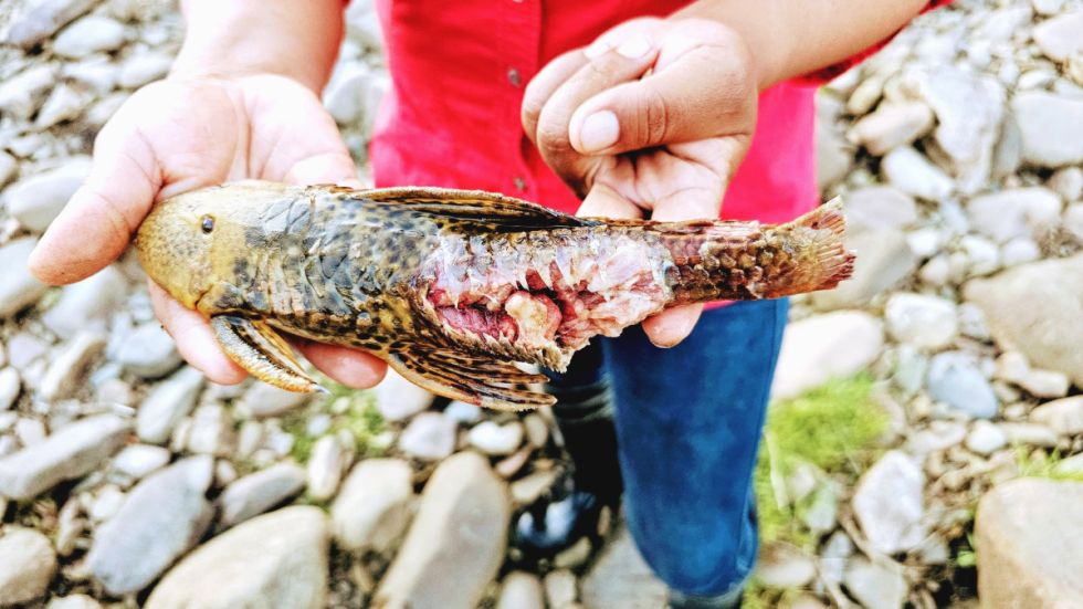 Una semana tardarán los análisis sobre la mortandad de cangrejos 