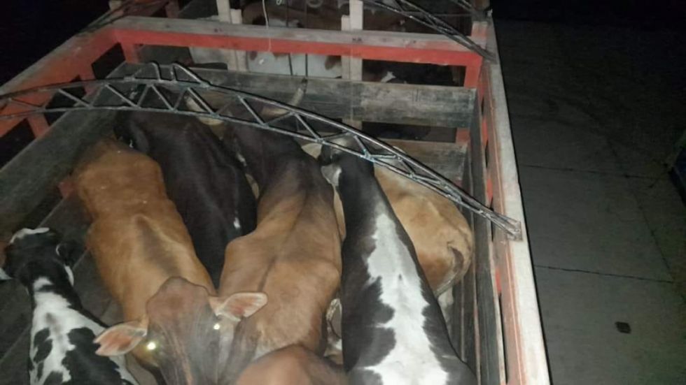 Viceministerio decomisó 40 cabezas de ganado vacuno en Bermejo