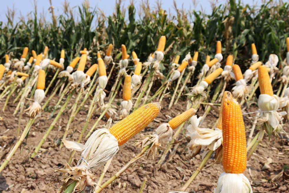El agro pide apoyo del Estado en la adaptación al cambio climático