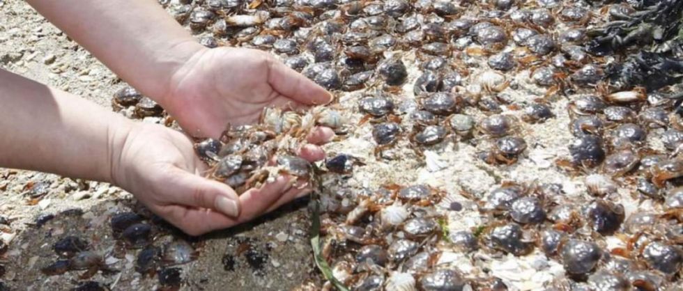 Dudan que pesca con cal haya causado muerte de cangrejos 