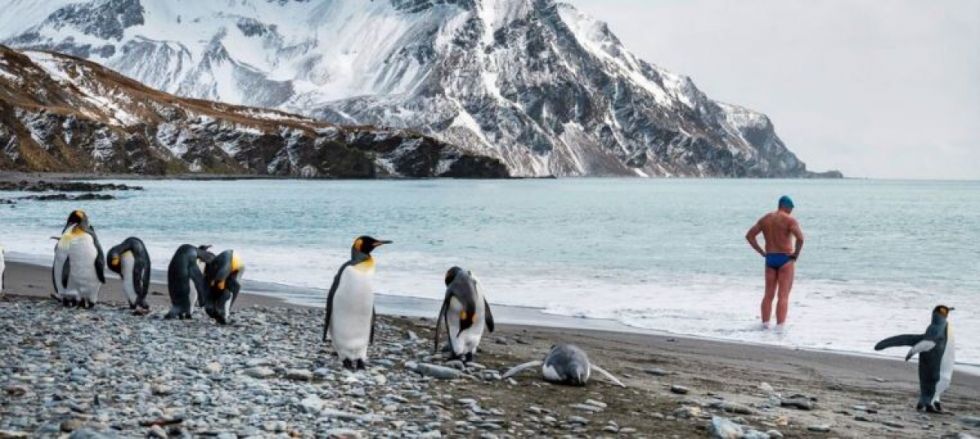 El calor derrite los polos y los pingüinos mueren