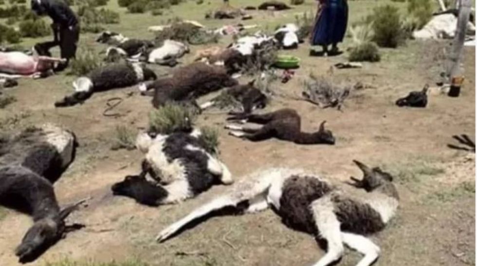 ¡Mueren de sed! Hallan decenas de llamas sin vida y otras agonizando en Potosí