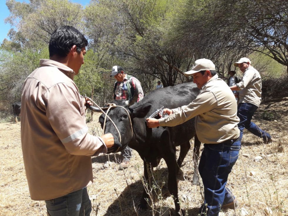 Gobernación inició campaña de vacunación y vitaminización en beneficio de 52 comunidades de Uriondo