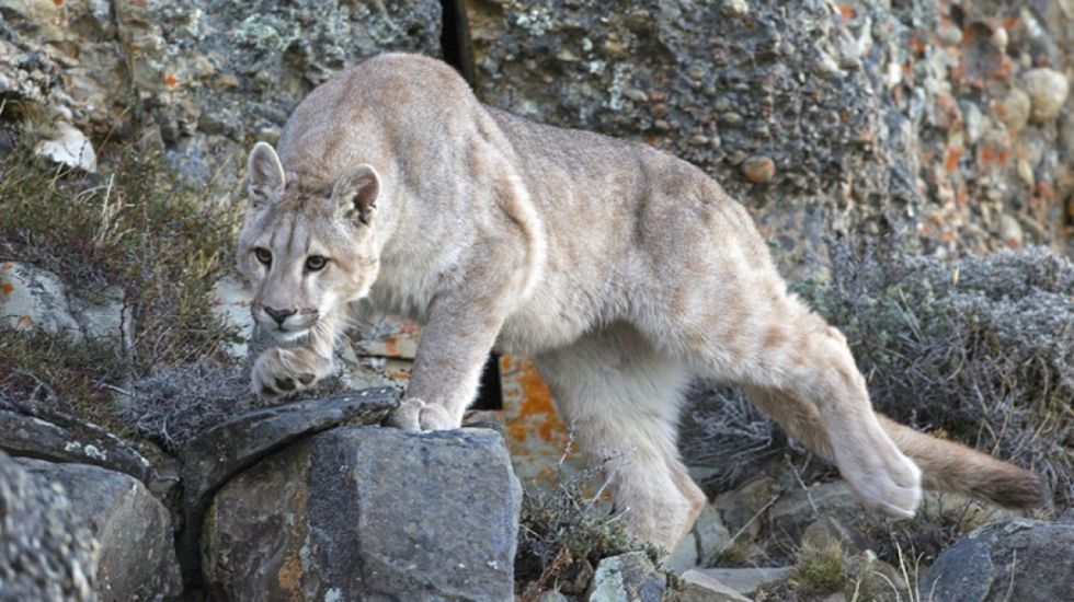  Pumas causan la muerte de más de 400 animales en Yunchará