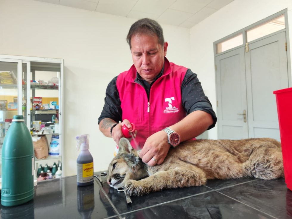Tarija: El puma rescatado estará en cuarentena