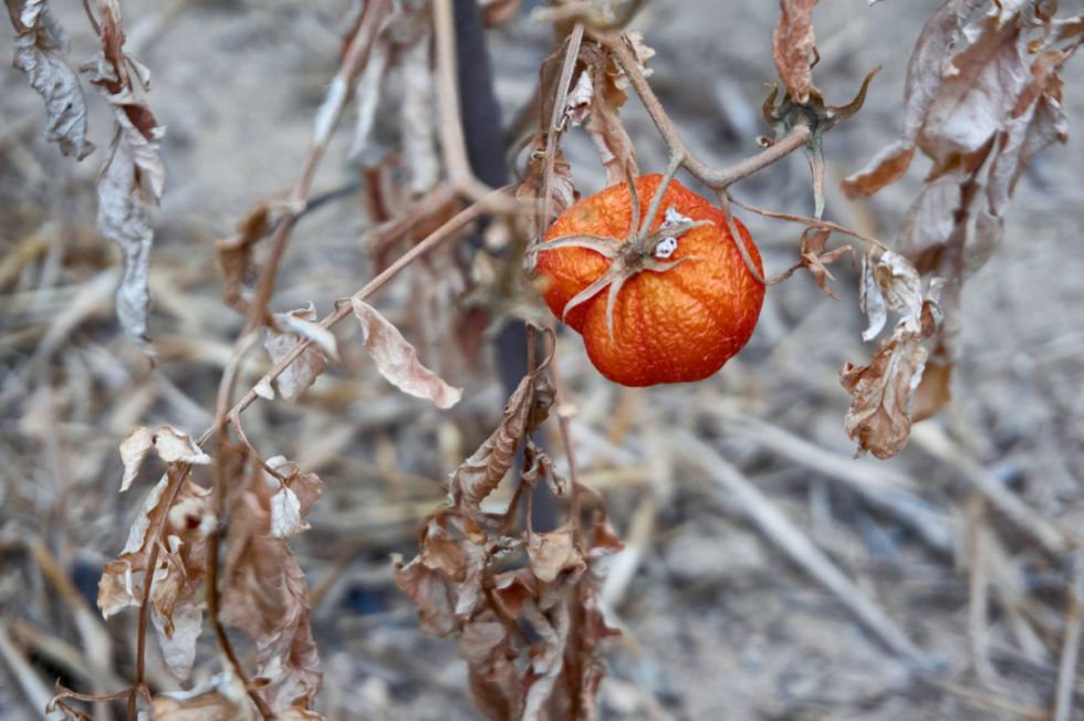 La sequía afecta al 70% de cultivos agrícolas en Arce 
