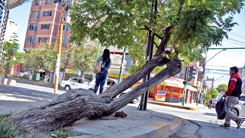 Tarija: Realizan un censo de árboles para definir zonas a arborizar